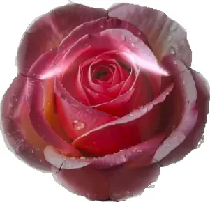 Red rose